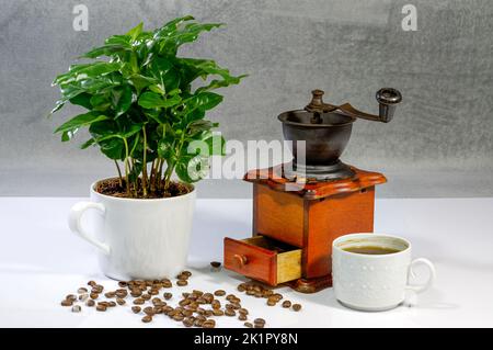 tasse Kaffee, alte Mühle, Kaffeestrauch wächst in einem großen Becher, verstreute Bohnen, stilvolle Anordnung für Projekte Stockfoto
