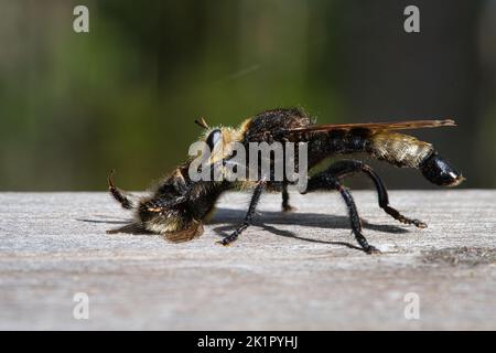 Gelbe Mordfliege oder gelbe Raubfliege mit einer Hummel als Beute. Das Insekt wird vom Jäger ausgesogen. Gelbe schwarze Haare bedecken den Jäger. Makro-sh Stockfoto