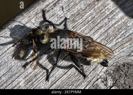 Gelbe Mordfliege oder gelbe Raubfliege mit einer Hummel als Beute. Das Insekt wird vom Jäger ausgesogen. Gelbe schwarze Haare bedecken den Jäger. Makro-sh Stockfoto