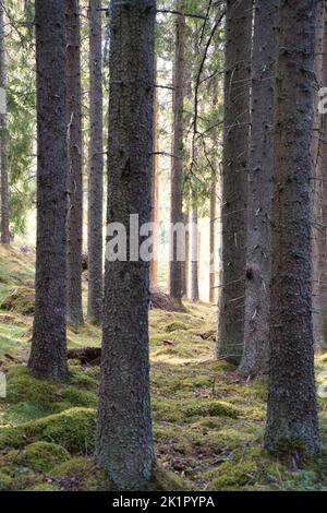 Sonnenlicht, das durch einen Pinienwald fällt. Bäume und Moos auf dem Waldboden. Romantische, mythische Naturstimmung. Natur aus dem Wald geschossen Stockfoto