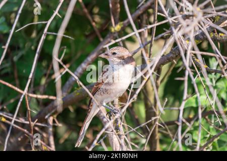 Jugendlicher Rotrückenwürger, der auf einem Ast sitzt. Rotrückenwürger, Lanius collurio, Jungvögel Stockfoto