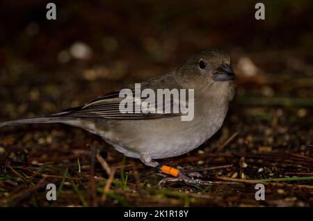 Gran Canaria blauer Buchfink Fringilla polatzeki. Junges Weibchen auf dem Waldboden. Der Nublo Rural Park. Tejeda. Gran Canaria. Kanarische Inseln. Spanien. Stockfoto