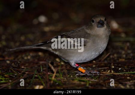 Gran Canaria blauer Buchfink Fringilla polatzeki. Junges Weibchen auf dem Waldboden. Der Nublo Rural Park. Tejeda. Gran Canaria. Kanarische Inseln. Spanien. Stockfoto