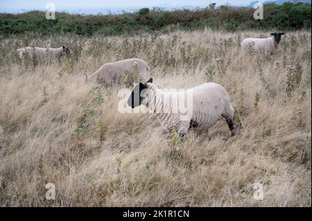 Wales, Pembrokeshire. In Der Nähe Von Dale. Ausgetrocknete Pflanzen nach Hitzewelle und fehlendem Regen im Juli 2022 und Schafe. Stockfoto