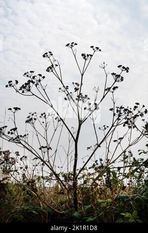 Wales, Pembrokeshire. In Der Nähe Von Dale. Ausgetrocknete Pflanzen nach Hitzewelle und fehlendem Regen im Juli 2022. Kühe Petersilie. Stockfoto