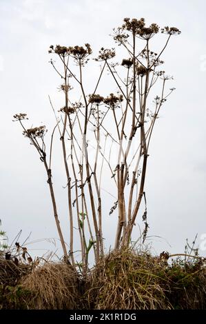 Wales, Pembrokeshire. In Der Nähe Von Dale. Ausgetrocknete Pflanzen nach Hitzewelle und fehlendem Regen im Juli 2022. Kühe Petersilie. Stockfoto
