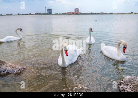 Eine große Schar anmutiger weißer Schwäne schwimmt im See, Schwäne in freier Wildbahn. Der stumme Schwan, lateinischer Name Cygnus olor. Stockfoto