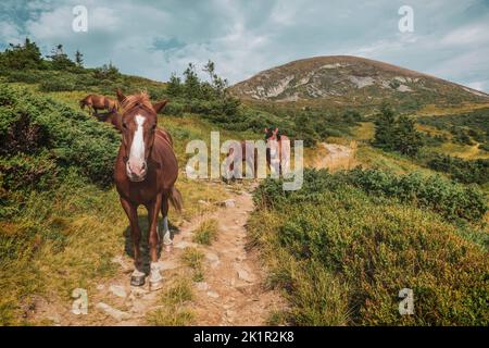 Wildpferde auf dem Alpenweg. Szene in den Karpaten. Stockfoto