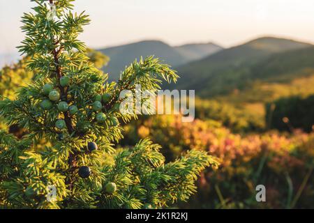 Wacholderbeeren wachsen hoch in den Bergen. Wunderschöne Sonnenuntergangsszene in den Bergen. Stockfoto