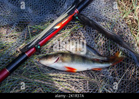 Fische fangen. Mehrere Fische von gemeinem Barsch oder europäischem Barsch, bekannt als Perca Fluviatilis mit Schwimmstab auf schwarzem Fischernetz. Stockfoto