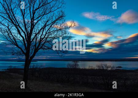 Die Krone einer Eiche, die ihre Blätter vergossen hat Stockfoto
