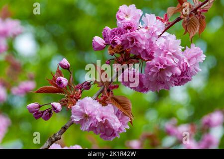 Wunderschöne rosa Kirschbaumblüte, fotografiert vor einem grünen Laubhintergrund Stockfoto