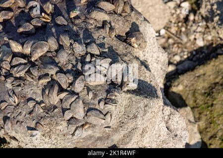 Stein mit Muscheln über Wasser aufgrund extrem niedriger Wasserstände in Rhein und Niederrhein im Sommer 2022 bei Rhenen in Utrecht. Stockfoto