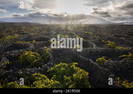 Sonnenuntergang in einem typischen Weinberg in der Region La Geria auf der Insel Lanzarote, der die Weinreben vor den starken Winden schützt, indem er Mauern aus lav baut Stockfoto