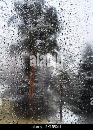 Regentropfen und Wasserkondensation auf Fensterglas mit Kiefern im Hintergrund, selektiver Fokus Stockfoto