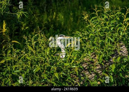 Ein Reiher versteckt sich, ziemlich erfolglos, in einem Schilfstreifen am Rande des Lancaster Canal. Stockfoto