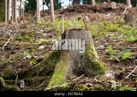 Wald in Deutschland, abgehauen Baum, ausgetrockneter Boden nach Hitzewelle im Sommer, globale Erwärmung und Klimawandel, Umweltschäden Stockfoto