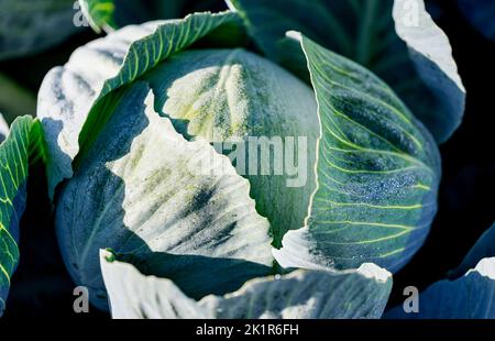 20. September 2022, Schleswig-Holstein, Eesch-Elpersbüttel: Ein mit Morgentau bedeckter Kohlkopf wächst auf einem Feld im Kreis Dithmarschen. Der erste Kohl bei den Dithmarschen Kohltagen wird von Landrat Borwieck-Dethlefs (CDU) geschnitten. Ehrengast ist Landwirtschaftsminister Schwarz (CDU). Foto: Axel Heimken/dpa Stockfoto