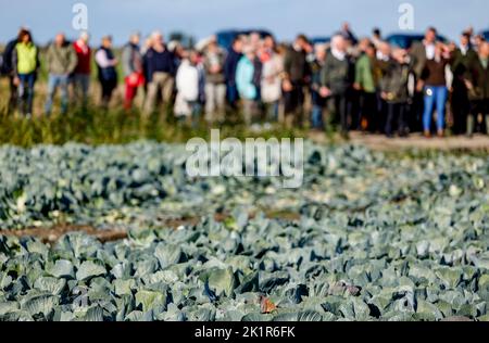 20. September 2022, Schleswig-Holstein, Eesch-Elpersbüttel: Besucher der Dithmarscher Kohltage stehen auf einem Kohlfeld, um das traditionelle Kohlschneiden zu beobachten. Der erste Kohl wird von Borwieck-Dethlefs (CDU), Landräsident des Landkreises Dithmarschen, geschnitten. Ehrengast ist Landwirtschaftsminister Schwarz (CDU). Foto: Axel Heimken/dpa Stockfoto