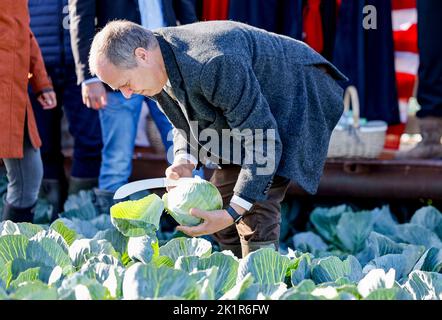 20. September 2022, Schleswig-Holstein, Eesch-Elpersbüttel: Werner Schwarz (CDU), Schleswig-Holsteins Landwirtschaftsminister, schneidet während der Dithmarscher Kohltage einen Kohlkopf von einem Feld. Der erste Kohl wurde vom Landespräsidenten Borwieck-Dethlefs (CDU) geschnitten. Schwarz ist Ehrengast. Foto: Axel Heimken/dpa Stockfoto