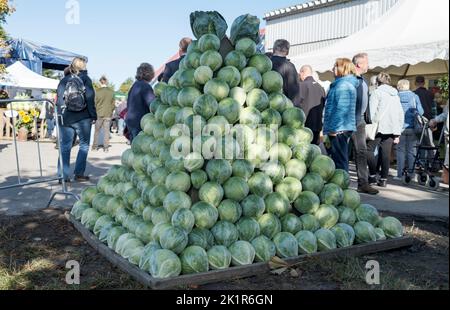 20. September 2022, Schleswig-Holstein, Eesch-Elpersbüttel: Besucher der Dithmarscher Kohltage wandern an einer Pyramide aus Kohl vorbei. Der erste Kohl wird vom Landratsvorsitzenden Borwieck-Dethlefs (CDU) geschnitten. Ehrengast ist Landwirtschaftsminister Schwarz (CDU). Foto: Axel Heimken/dpa Stockfoto