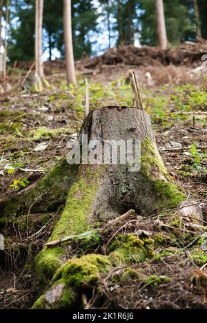 Wald in Deutschland, abgehauen Baum, ausgetrockneter Boden nach Hitzewelle im Sommer, globale Erwärmung und Klimawandel, Umweltschäden Stockfoto