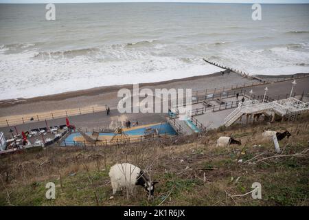 Ziegen werden auf den Klippen in der Nähe von Cromer Pier, Norfolk, Großbritannien, gesehen. Stockfoto