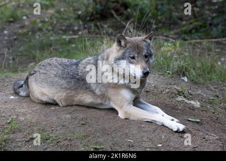 Der eurasische Grauwolf Canis lupus lupus Cotswold Wildflie Park, Burford, Großbritannien Stockfoto