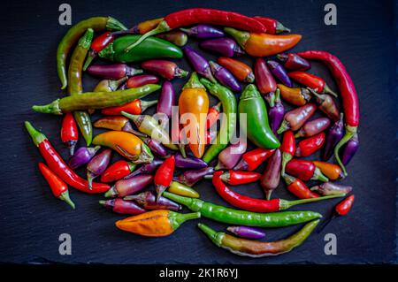 Es ist Zeit für eine feurige Gurke.Bunte Chilischoten und Gewürze. Auswahl an frischen und trocknenden Paprika: cayenne, Charleston Hot, Carribean Red Habanero Stockfoto