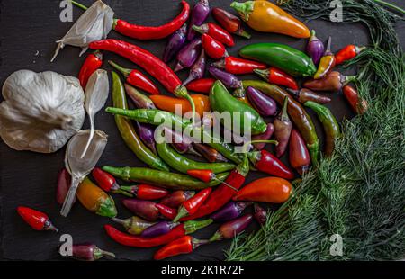 Es ist Zeit für eine feurige Gurke.Bunte Chilischoten und Gewürze. Auswahl an frischen und trocknenden Paprika: cayenne, Charleston Hot, Carribean Red Habanero Stockfoto