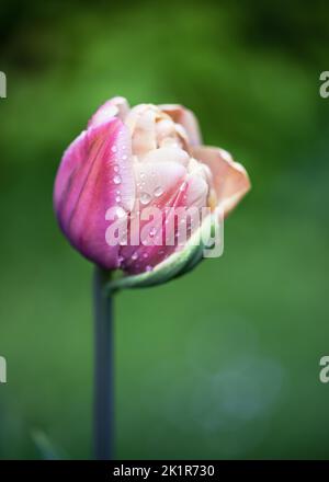 Schöne rosa und weiße Doppeltulip mit Wassertau Tropfen im Frühlingsgarten mit verschwommenem Hintergrund. Gartenkonzept. Speicherplatz kopieren. Stockfoto