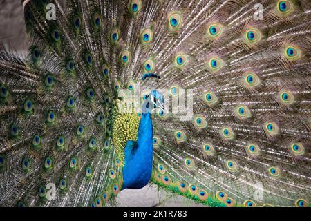 Castello di São Jorge, Lissabon, Portugal Stockfoto