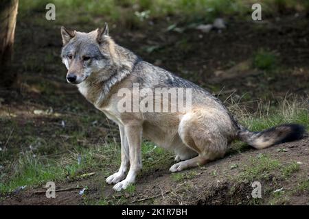 Der eurasische Grauwolf Canis lupus lupus Cotswold Wildflie Park, Burford, Großbritannien Stockfoto