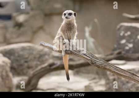 Single Erdmännchen oder suricate Suricata suricatta, sitzt auf toten Zweig Cotswold Wildflie Park, Burford, Großbritannien Stockfoto