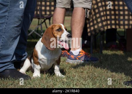 Weißes und braunes Basset Hundehund-Portrait, das vom Besitzer bei einer Veranstaltung sitzt Stockfoto