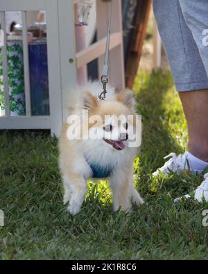 Porträt von niedlichen pommerschen Hund im Park oder Veranstaltung Stockfoto