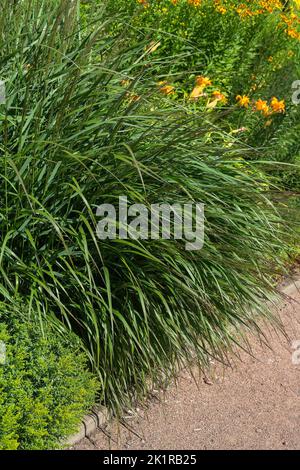 Gartenkräuter auf dem Hintergrund der gelben Lilien, modische Gartengestaltung Stockfoto