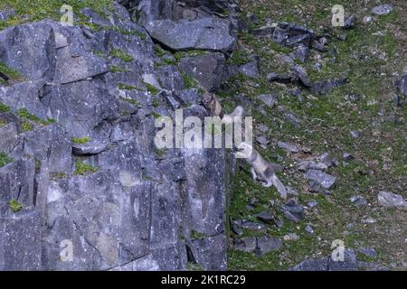Ein Paar Arctic Fox (Vulpes lagopus) erwachsen im Sommerpelage, in der Tundra Spitzbergen, Svalbard, Norwegen Stockfoto