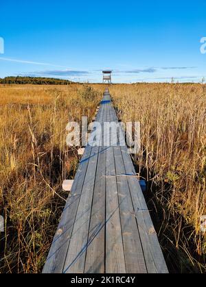 Ein Holzweg zum Vogelbeobachtungsturm am See (Sumpf) an einem sonnigen Herbsttag unter Schilf. Blauer Himmel. Ökologischer Wanderweg Crayfish Lakes, Le Stockfoto