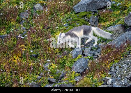 Arctic Fox (Vulpes lagopus) ist im Sommerpelage in der Tundra Spitzbergen, Svalbard, Norwegen, erwachsen Stockfoto
