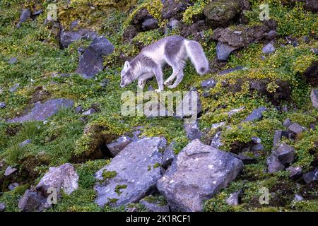 Arctic Fox (Vulpes lagopus) ist im Sommerpelage in der Tundra Spitzbergen, Svalbard, Norwegen, erwachsen Stockfoto