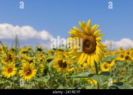 Leuchtend gelbe große Blume der jungen Sonnenblume (helianthus annuus) im Vordergrund, sowie ganze Feld dahinter, öffnete sich für die morgendlichen Sommer s treffen Stockfoto