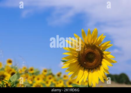 Sonnenblume mit einer Biene in der Mitte wächst auf einem großen Sonnenblumenfeld inmitten der Freiflächen unter einem blauen Sommerhimmel mit schneeweißen Wolken aus dem Fokus Stockfoto