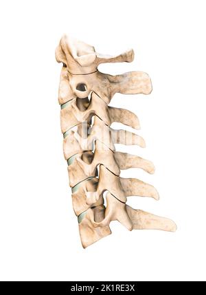 Laterale oder Profilansicht der sieben menschlichen Halswirbel isoliert auf weißem Hintergrund 3D Rendering Illustration. Anatomie, Osteologie, leere Medica Stockfoto