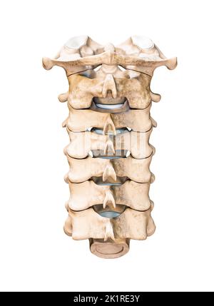 Hintere oder hintere Ansicht der sieben menschlichen Halswirbel, isoliert auf weißem Hintergrund, 3D Darstellung. Anatomie, Osteologie, leer Stockfoto