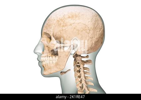 Laterale oder Profilansicht von menschlichen Schädelknochen mit Halswirbeln und Körperkonturen 3D Darstellung isoliert auf weißem Hintergrund. Anatomie Stockfoto