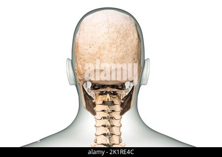 Hintere oder hintere Ansicht des menschlichen Schädels oder der Kopfknochen mit Halswirbeln und Körperkonturen 3D Darstellung isoliert auf weißem Hintergrund. Stockfoto