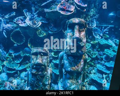 Unterwasserwelt - erstaunliche Wasserleben und Tiere - mehrere Fischarten - Salzwasser-Korallenriff Stockfoto