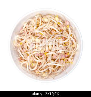 Mungbohne sprießt in einer weißen Schüssel. Gemüse, angebaut von keimenden Mungbohnen, Vigna radiata, auch bekannt als grünes Gramm, maash, Monggo oder Munggo. Stockfoto