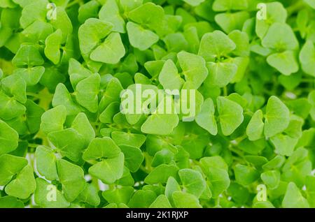 Chia Microgreens, Nahaufnahme von oben. Grüne Triebe und frische Sämlinge von Salvia hispanica, blühende Pflanze aus der Minzfamilie Lamiaceae. Stockfoto